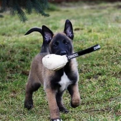 Bola de couro 8cm com pega DINGO GEAR