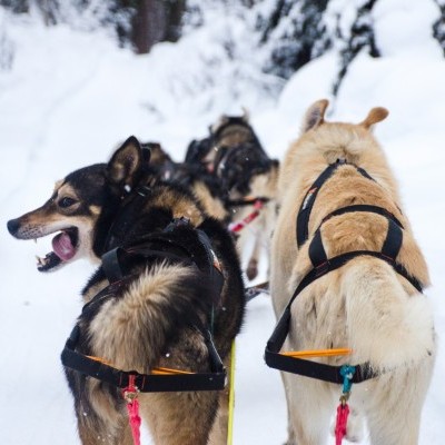 Arnês Non-stop Dogwear Nansen Stick