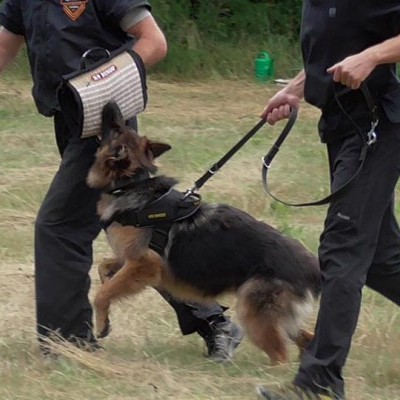 Manga de treino ROXI DINGO GEAR