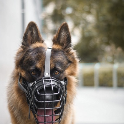 Açaime preto com revestimento de borracha DINGO GEAR