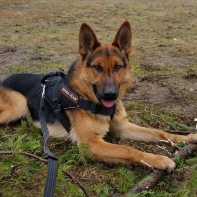 Arnês para cães  SYSTEM COBRA EXTREMO DINGO GEAR