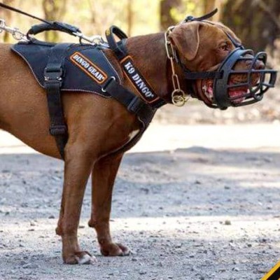 Arnês para cães  SYSTEM COBRA EXTREMO DINGO GEAR