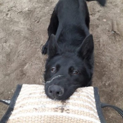 Cunha de mordida em Jute  extra MÉDIA DINGO GEAR