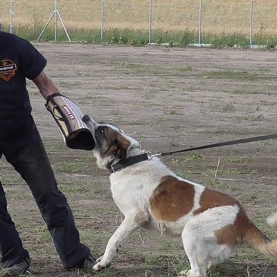 Manga de treino ROXI DINGO GEAR