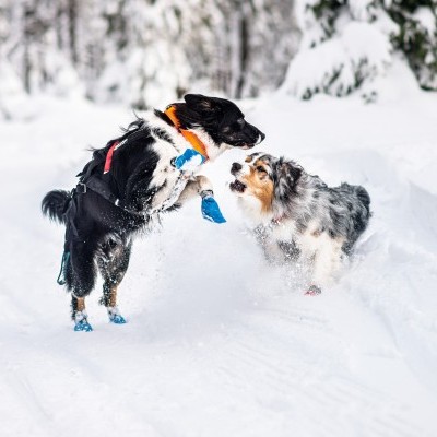 Coleira SAFE  da NON-STOP Dogwear