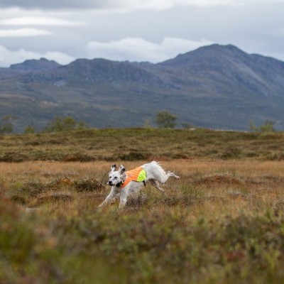 Colete PROTECTOR COVER da NON-STOP Dogwear
