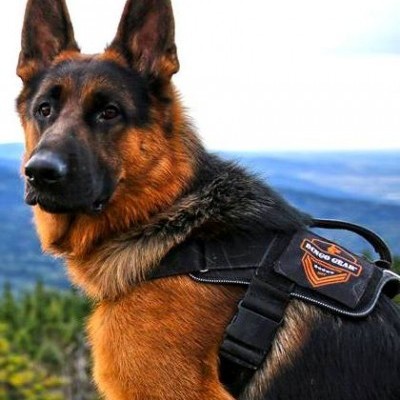 Arnês Marking DINGO GEAR