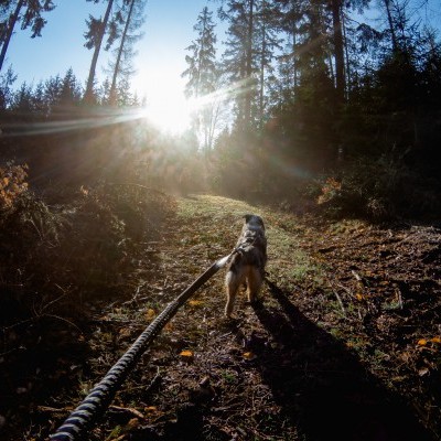 Trela TOURING BUNGEE da NON-STOP Dogwear