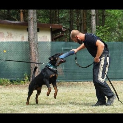 Mordedor de material francês com duas pegas DINGO GEAR