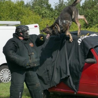 Fato de Mordida de Proteção Máxima DINGO GEAR