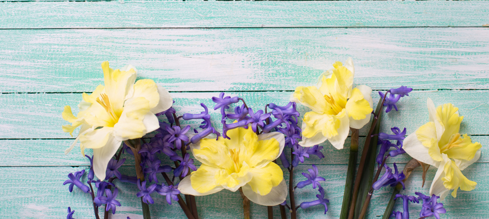 Flores amarelas e roxas em superfície de madeira azul claro