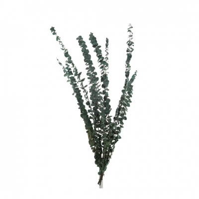 Ramo de folhas verdes de eucalipto