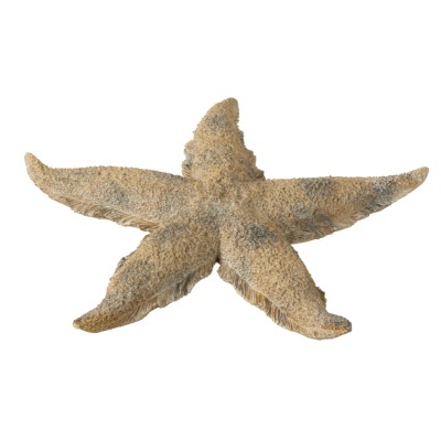 Estrela-do-mar seca com textura áspera e cor bege