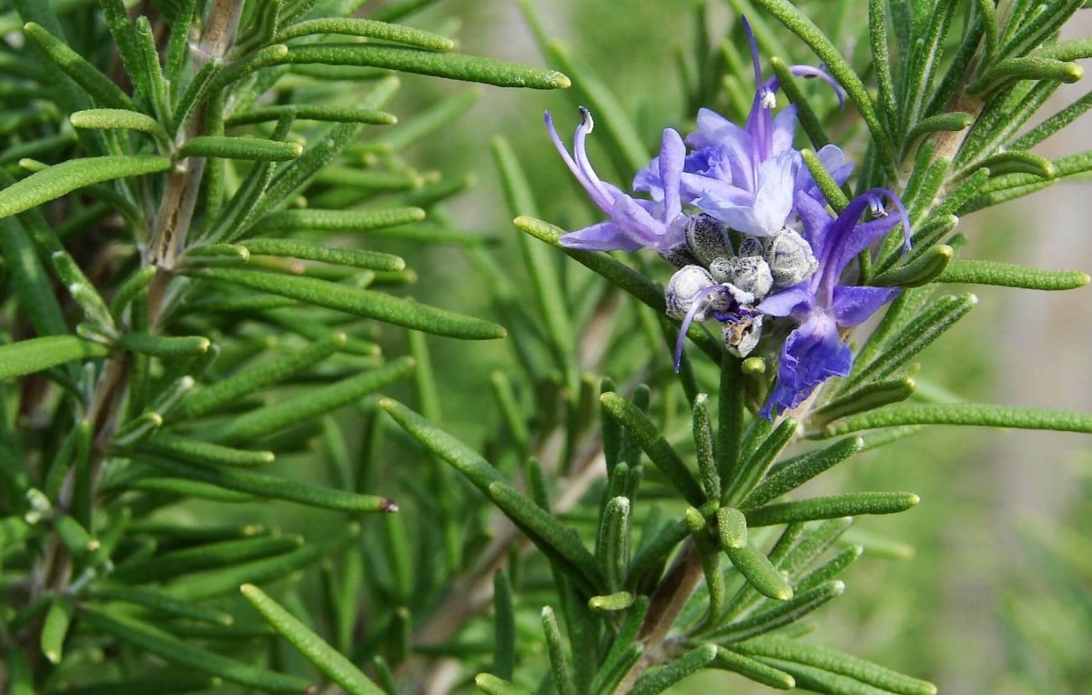 Ramo de alecrim com flor roxa