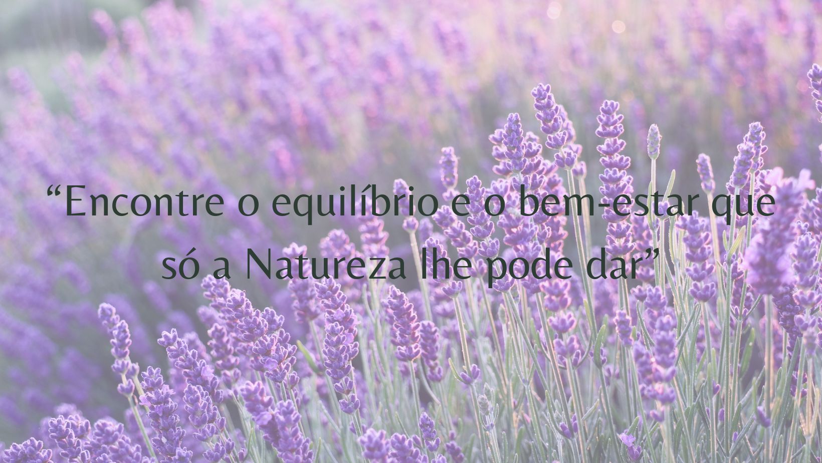 Campo de lavanda com texto em português sobreposto.