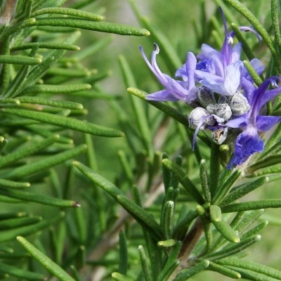 Ramo de alecrim com flor roxa