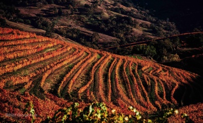 Terras agrícolas em socalcos de cor castanha e laranja com vegetação ao fundo