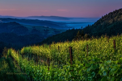 Vinhas verdes em fileiras num campo durante o pôr do sol com colinas atrás