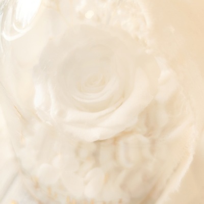 Camp&#x00E2;nula&#x20;rosa&#x20;preservada&#x20;&#x1F339;