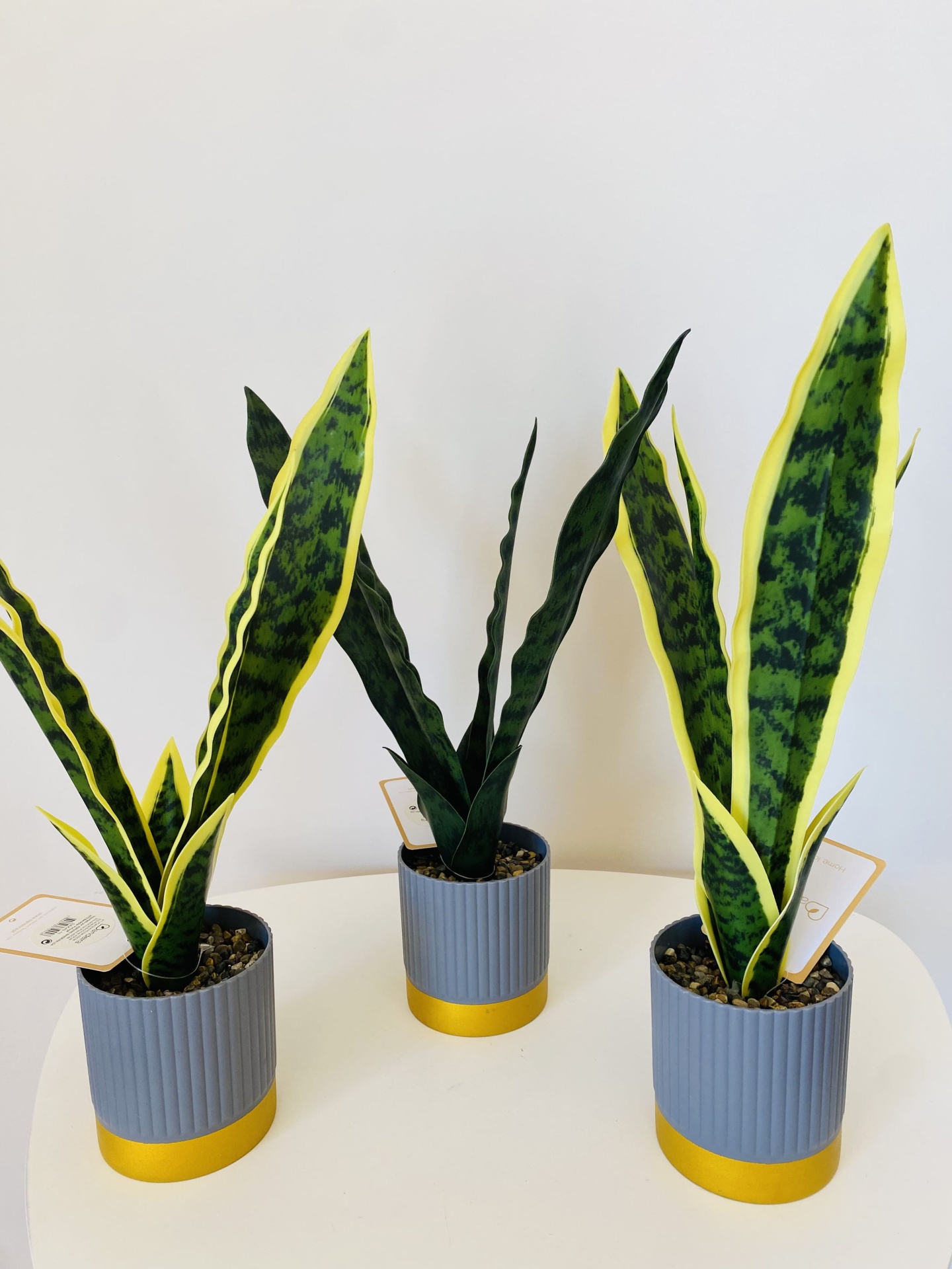 Três plantas língua de sogra em vasos cinzentos com base amarela sobre mesa branca