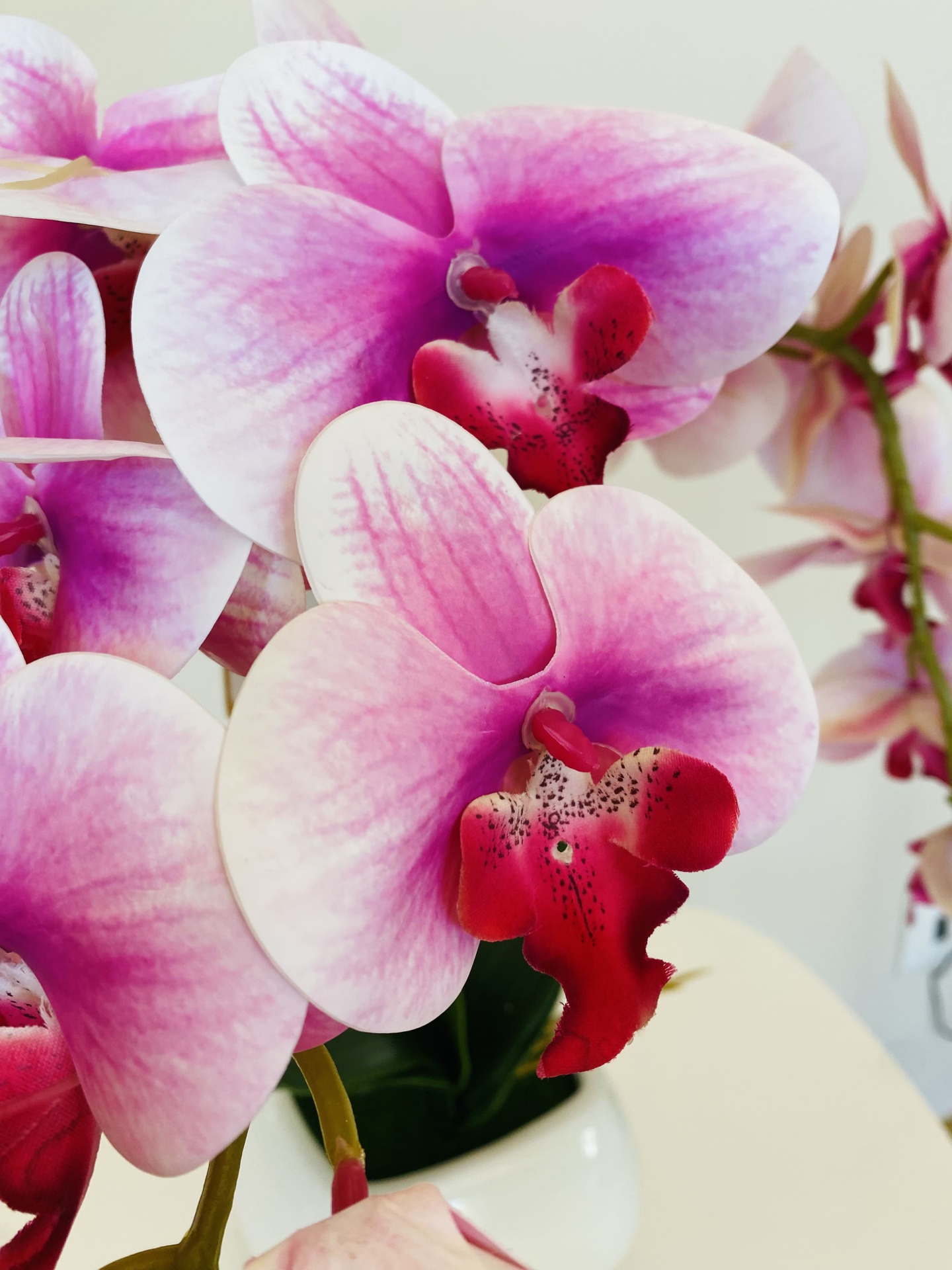 Orquídea rosa e branca com centro vermelho em vaso branco