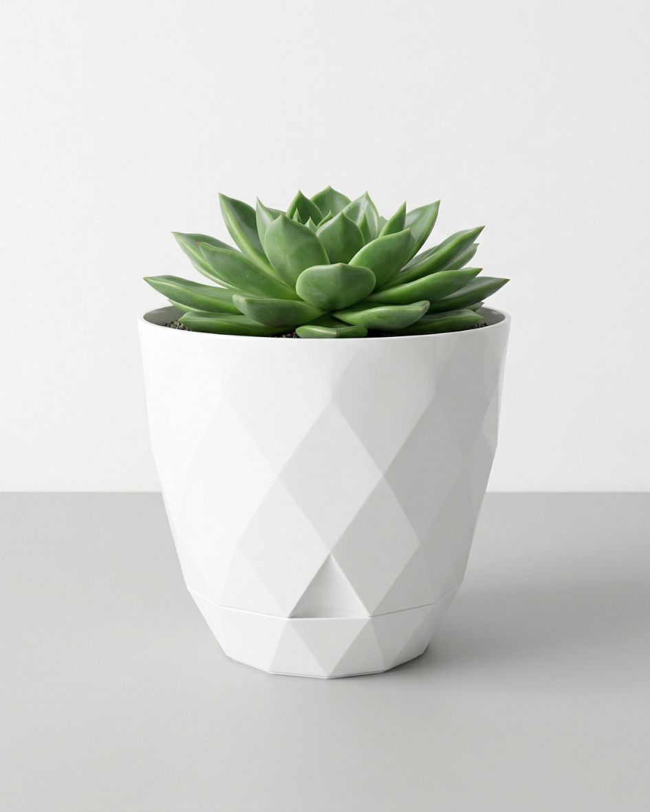 Vaso branco com textura geométrica contendo suculenta verde