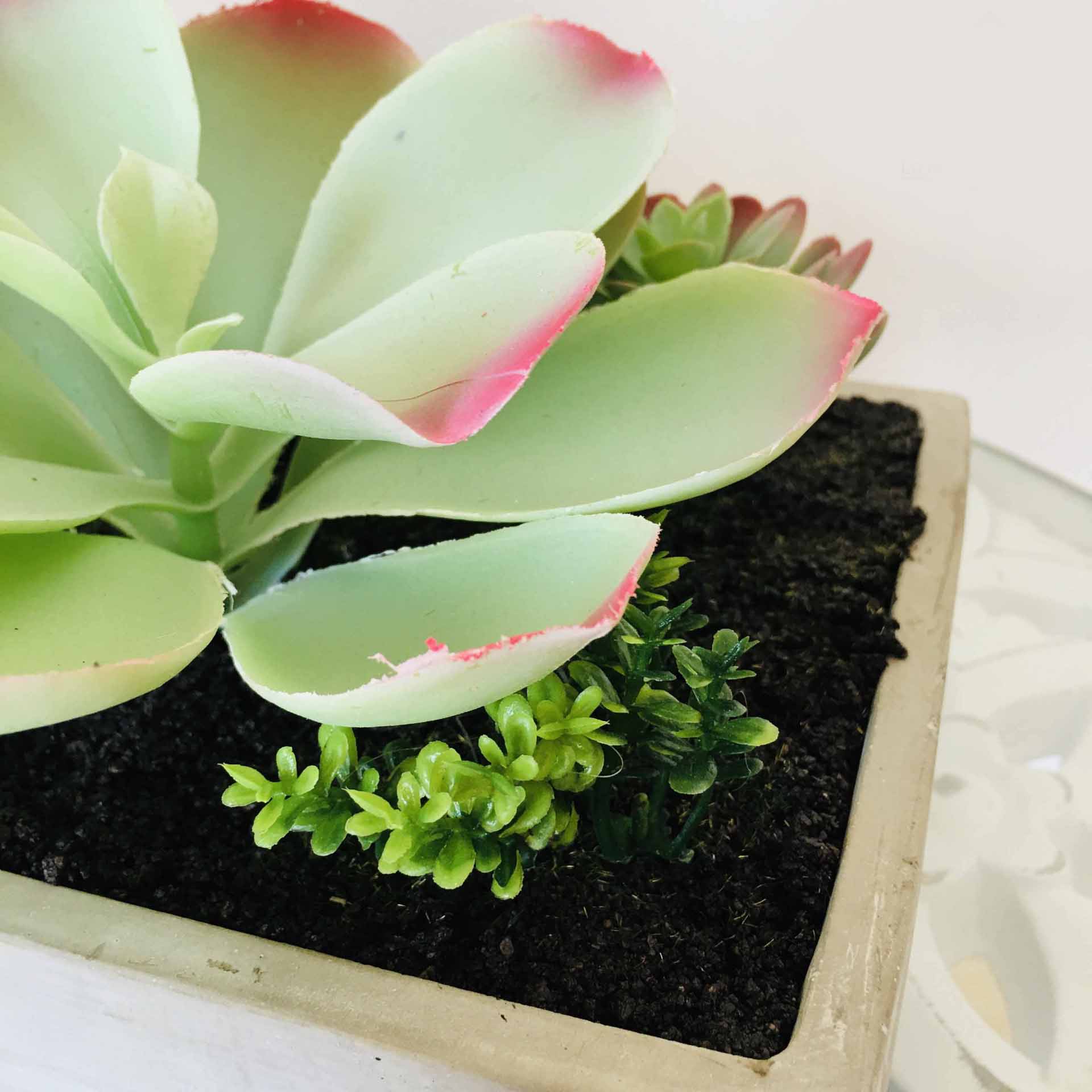 Vaso quadrado com suculentas verdes e bordas cor-de-rosa