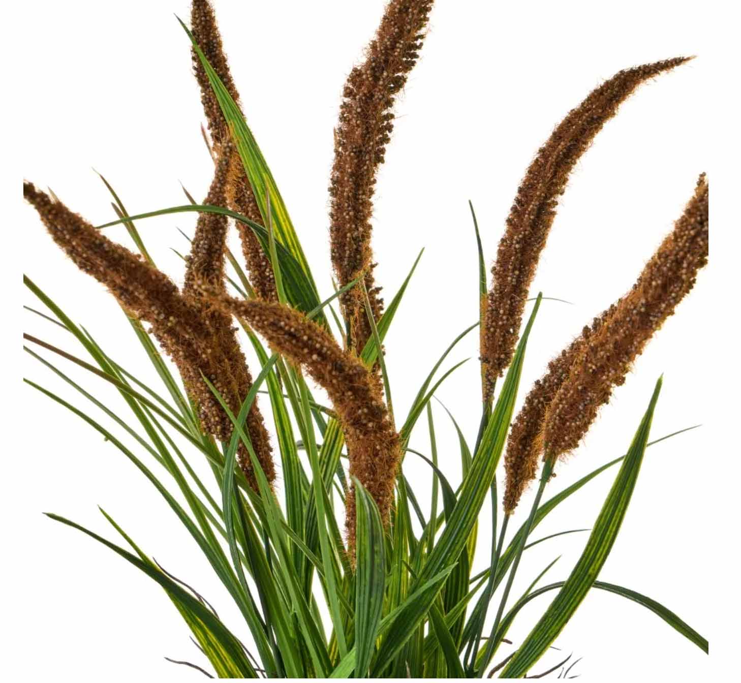 Planta decorativa com espigas castanhas e folhas verdes