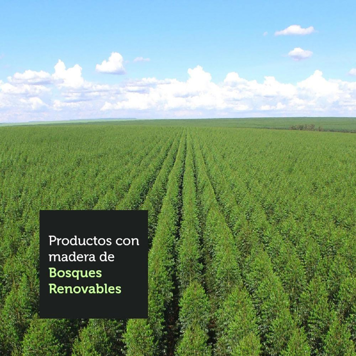Campo agrícola com árvores verdes e texto sobre produtos de madeira de Bosques Renovables