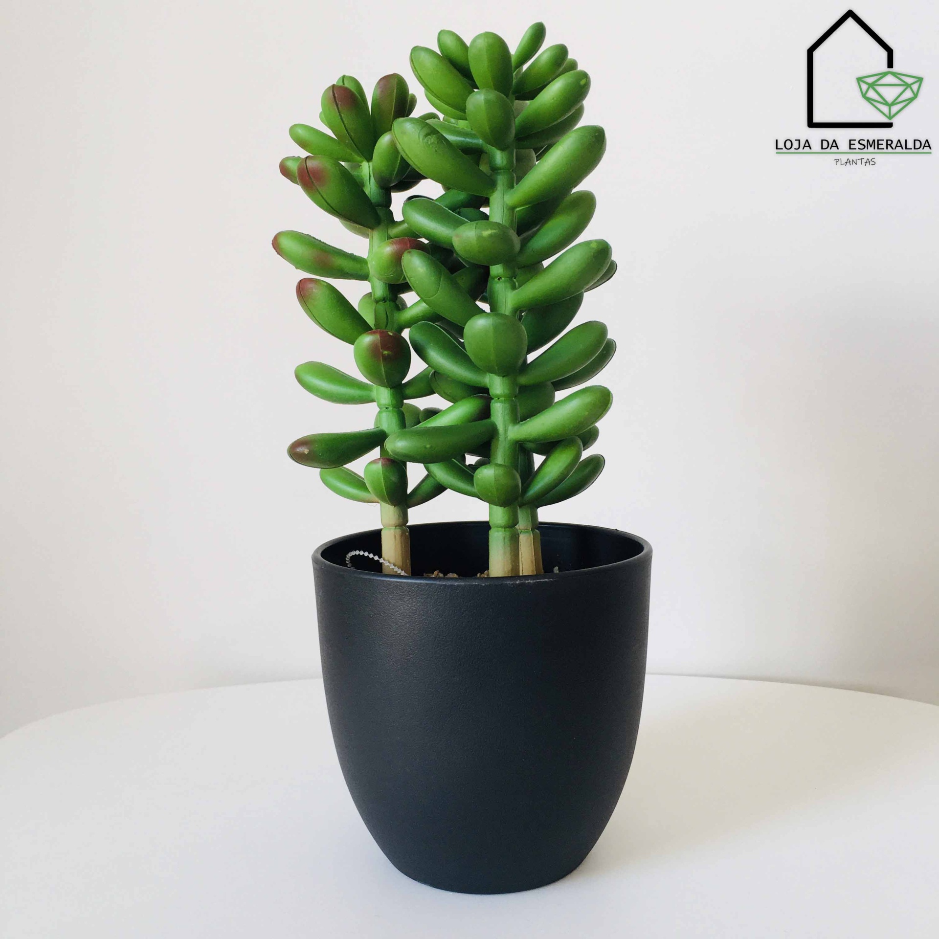 Vaso preto com duas suculentas verdes em fundo branco com logotipo Loja da Esmeralda Plantas