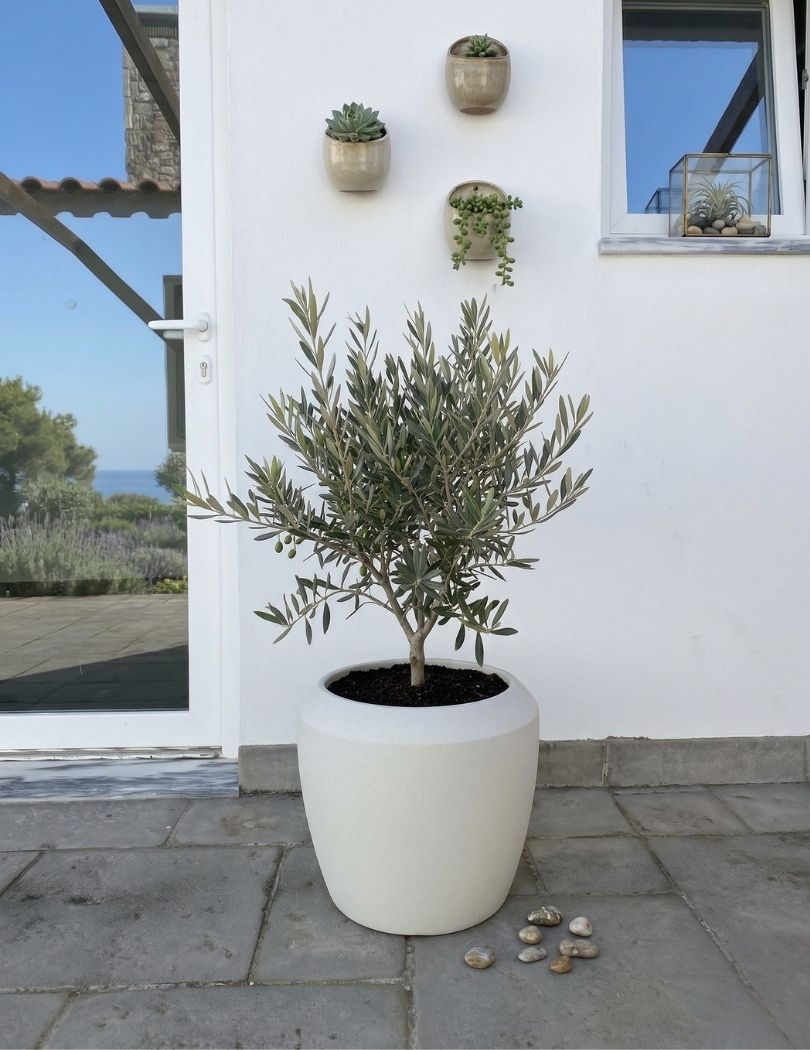 Vaso grande branco com oliveira junto a parede branca com vasos pequenos de suculentas