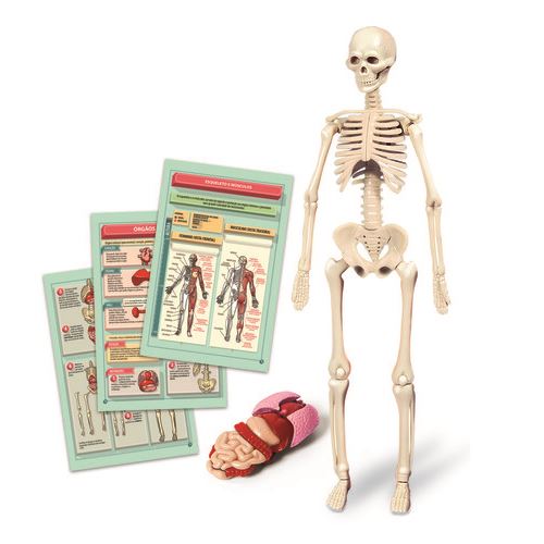 Miniatura de esqueleto humano com cartazes anatómicos e modelo de órgãos internos