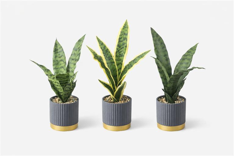 Três plantas Sansevieria em vasos cinzentos com base dourada num fundo branco