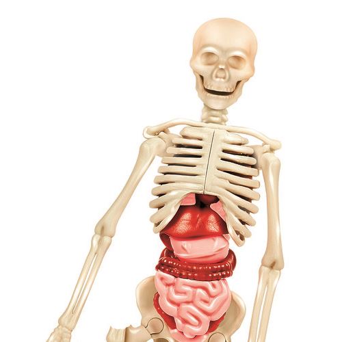 Modelo anatómico de esqueleto humano com órgãos internos visíveis