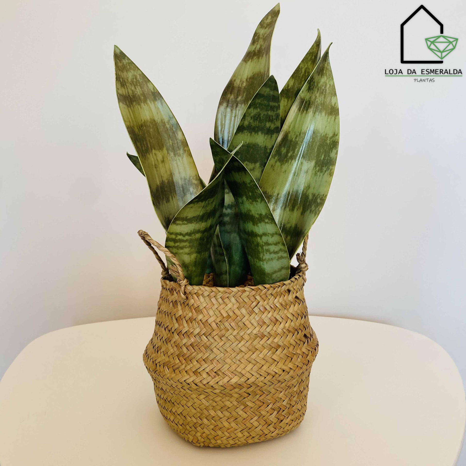 Vaso de planta com folhas verdes em cesto de palha sobre superfície branca