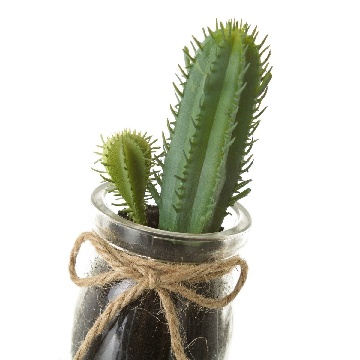 Cacto verde com espinhos em vaso de vidro com corda