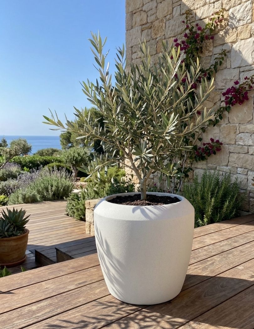 Vaso branco de cerâmica com planta de oliveira num deck de madeira ao ar livre