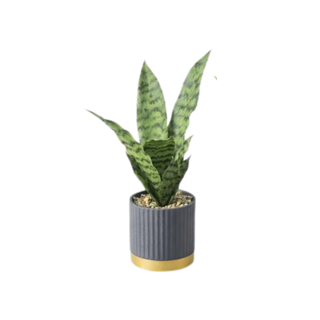 Planta Sansevieria em vaso cinzento com base dourada