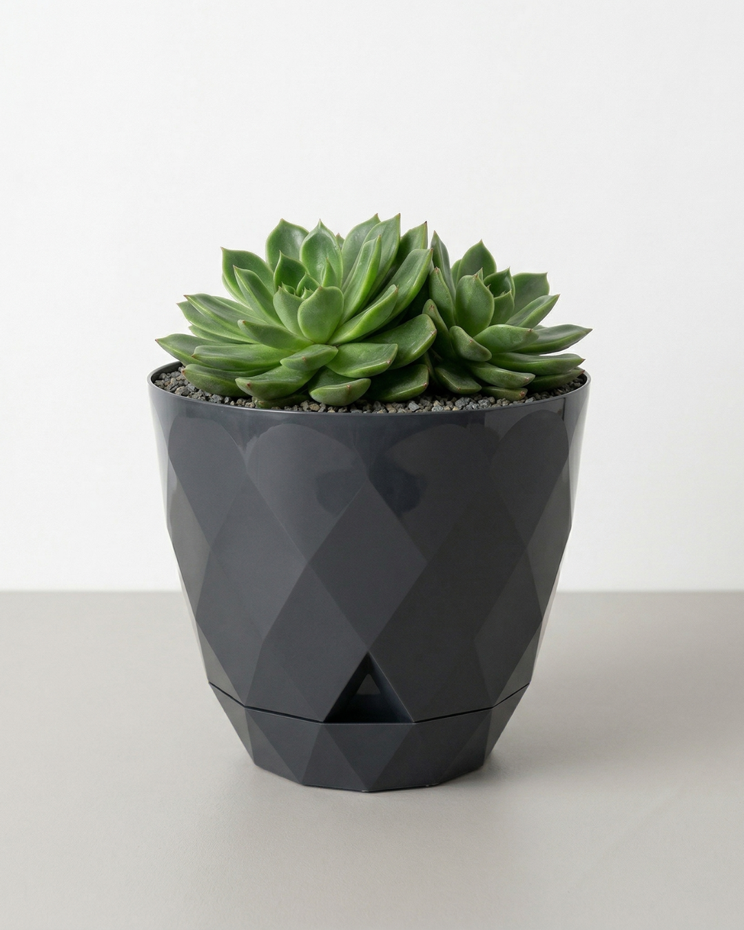Vaso cinzento com suculenta verde em fundo branco