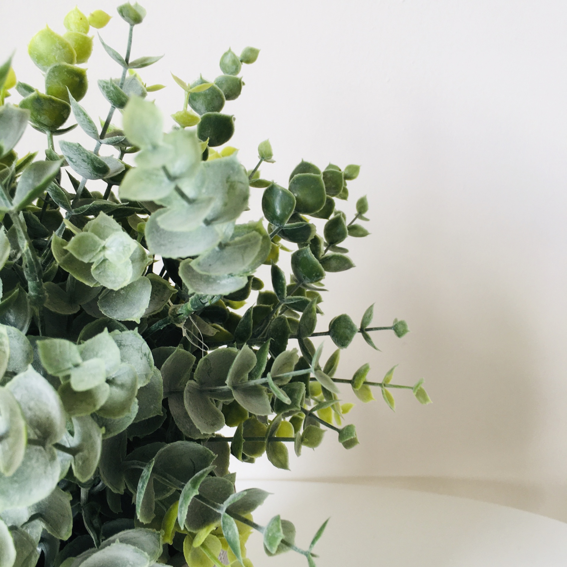 Ramo de folhas verdes com textura aveludada, superfície e fundo brancos