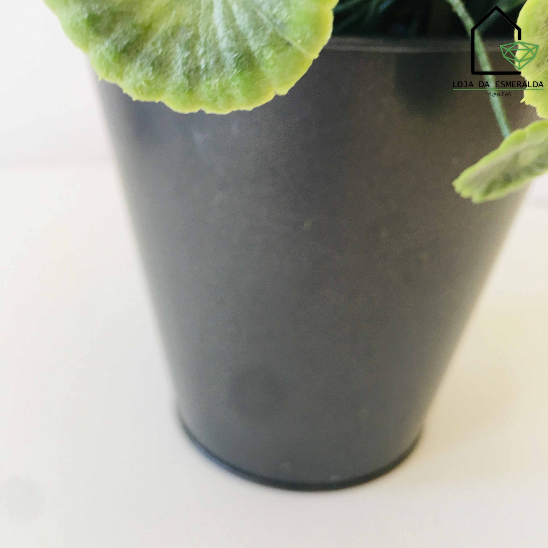 Vaso preto com planta verde e logótipo LOJA DA ESMERALDA