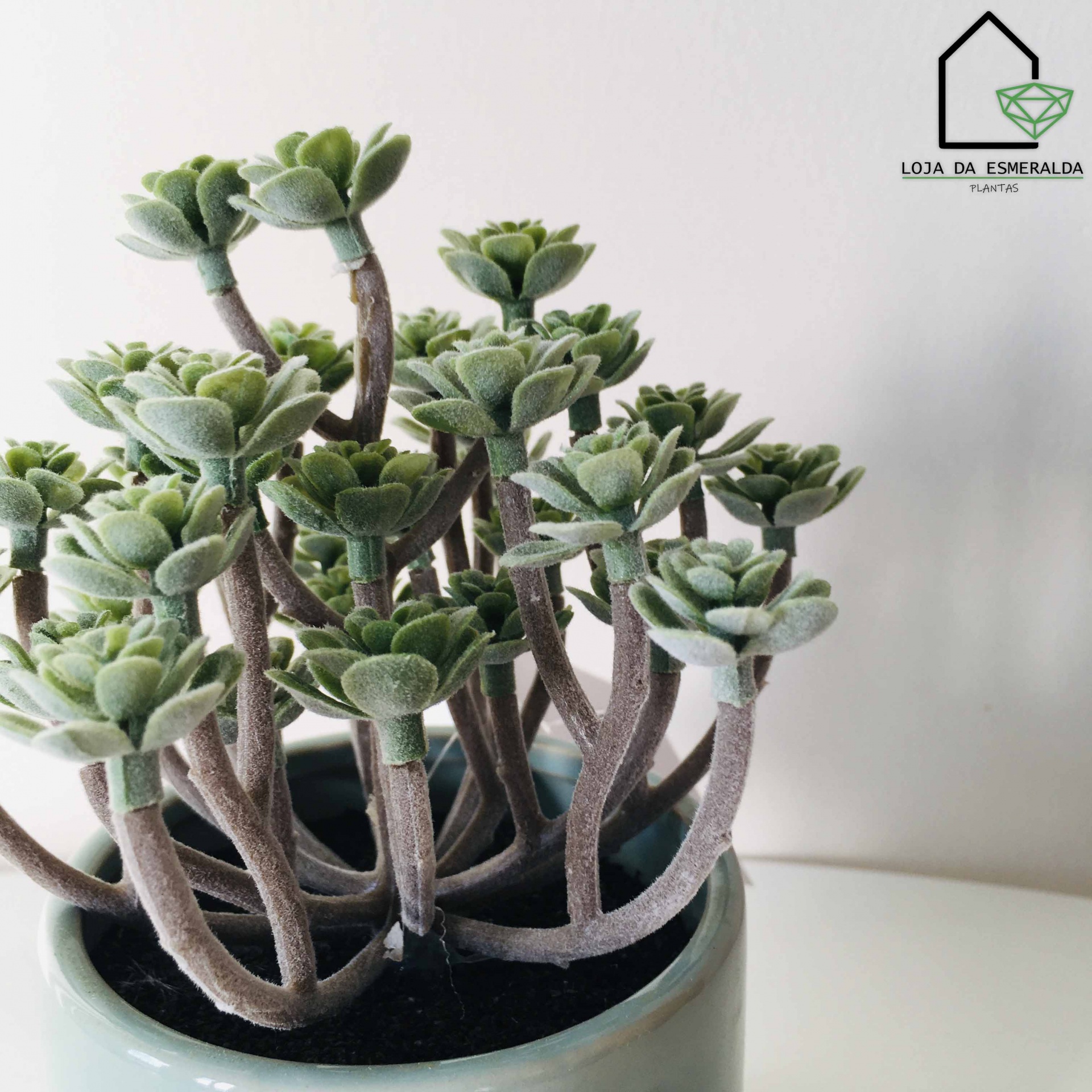 Planta suculenta verde com caules castanhos em vaso cinza