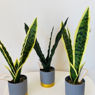 Três plantas língua de sogra em vasos cinzentos com base amarela sobre mesa branca