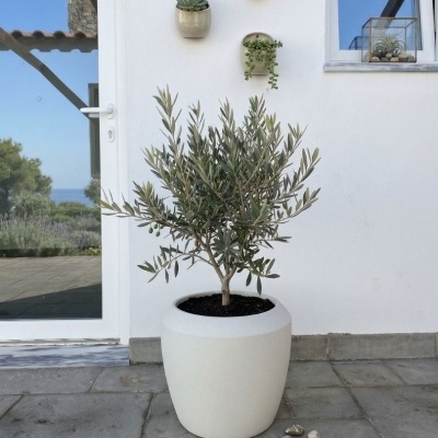 Vaso grande branco com oliveira junto a parede branca com vasos pequenos de suculentas