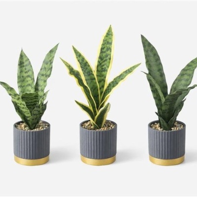 Três plantas Sansevieria em vasos cinzentos com base dourada num fundo branco
