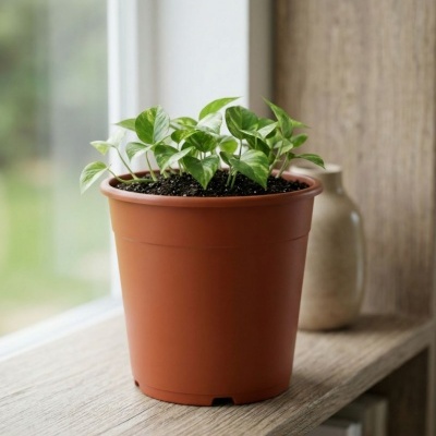 Planta verde em vaso de plástico castanho na prateleira de madeira junto à janela