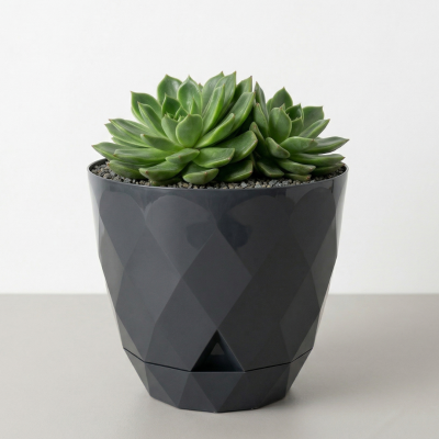 Vaso cinzento com suculenta verde em fundo branco