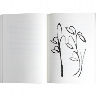 Efeito Orla Efeito Orla