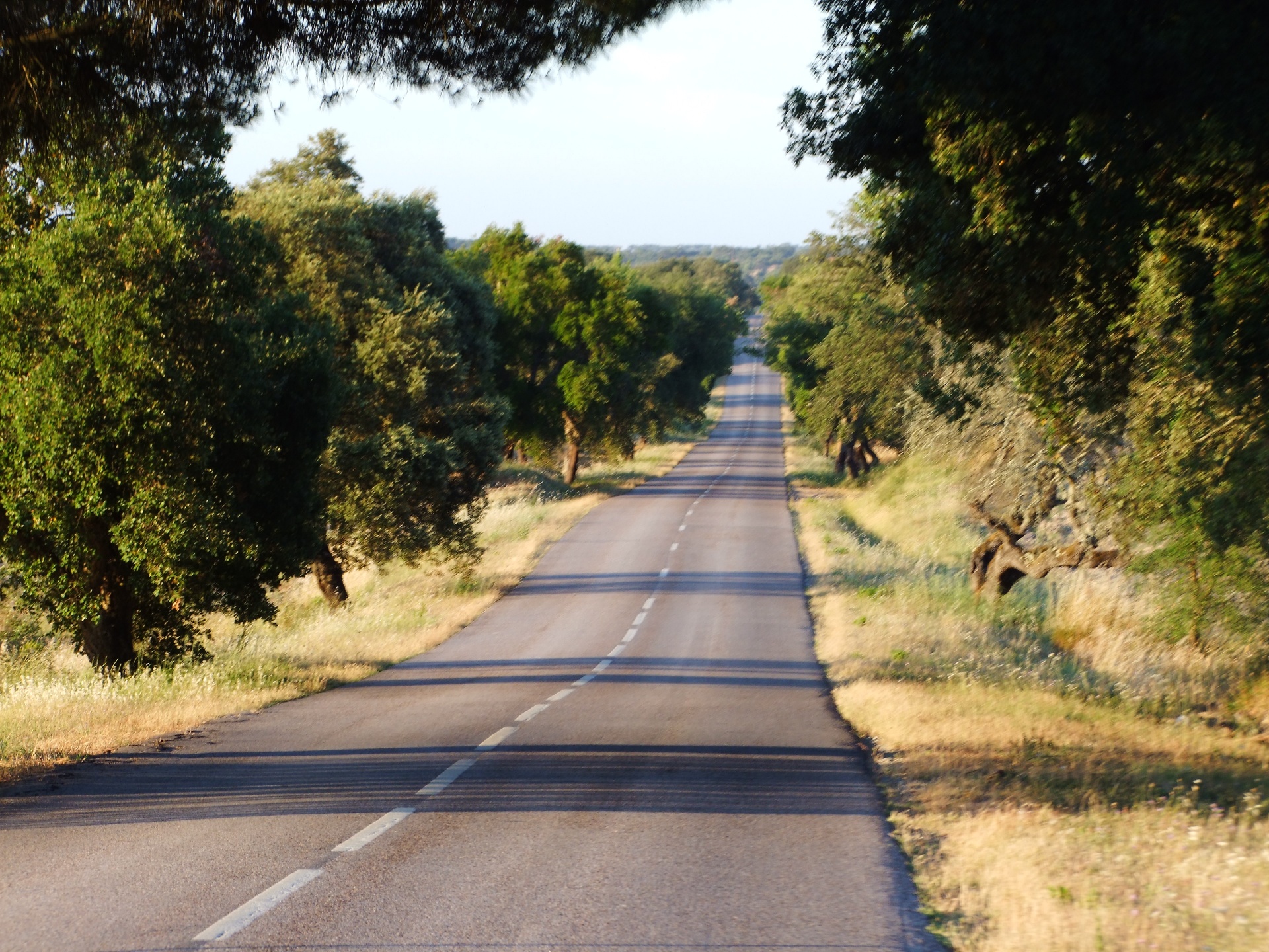 Estrada asfaltada com árvores verdes ao lado sob céu claro