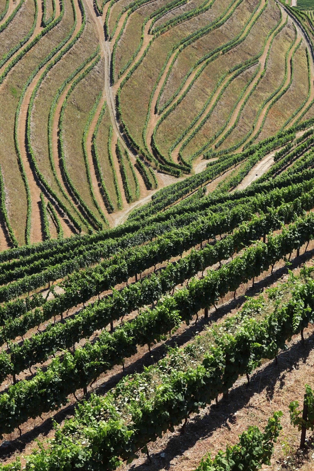 Vinhedo em socalcos com fileiras de vides verdes em terreno inclinado